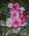 2017 „Růže sléz“ (motiv ze zahrádky) (olej 40x50,plátno) DSCN6559