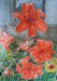 2018 Ohnivá lilie - motiv ze zahrádky, akvarel  papír A3DSCN7699