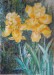 2017 Kosatce (žlutí krasavci), (akvarel papír A3 (29x42) DSCN7709